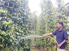 Quảng Nam: Mô hình sản xuất giống và trồng tiêu Tiên Phước theo hướng bền vững